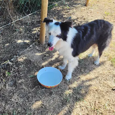 Natureopattes By Syl, Médiation Par l'Animal - Professeure de Doga - Education Canine & Loisirs