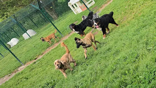 Cani Family