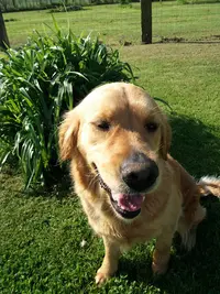Ucor Un Chien en Or