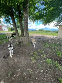 The King Ricci Élevage de Husky Sibérien