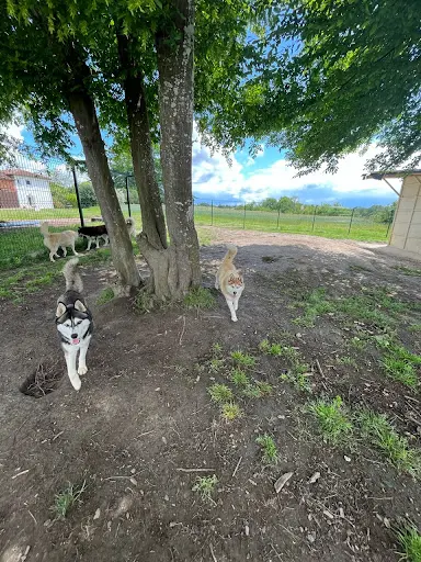 The King Ricci Élevage de Husky Sibérien