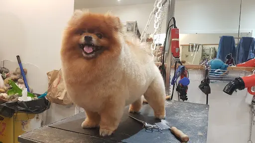 A Fleur de Chiens