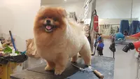 A Fleur de Chiens