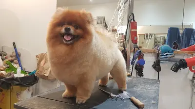 A Fleur de Chiens