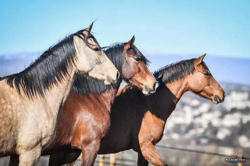 Haras de Mézicourt Élevage Pensions Chevaux