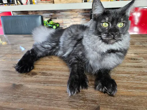 Les Lynx de la Seille, Elevage de Maine Coon Loof D’origine Russe