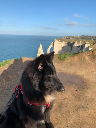 J m'les Chiens Educateur Canin le Havre :diplome Professionnel/ Acaced Chiens Chats