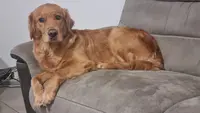 Golden Retriever des Fields d'Est