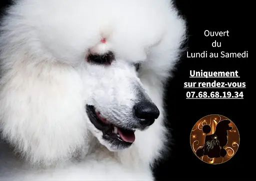 Chien Chic en Harmonie