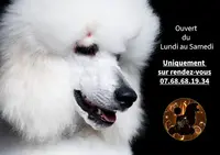 Chien Chic en Harmonie