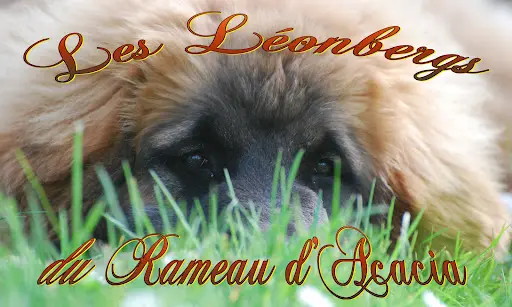 Le Rameau d'Acacia