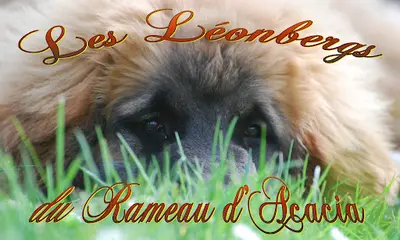 Le Rameau d'Acacia