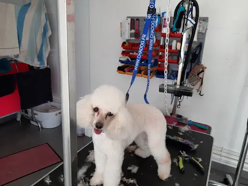 Toilettage Canin Mansle