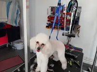 Toilettage Canin Mansle