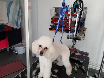 Toilettage Canin Mansle
