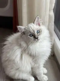 Chatterie Ragdoll de Shangrila