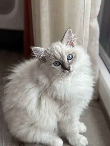 Chatterie Ragdoll de Shangrila