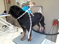 Planète Dogs