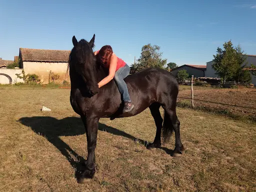 Equi Com Unic
