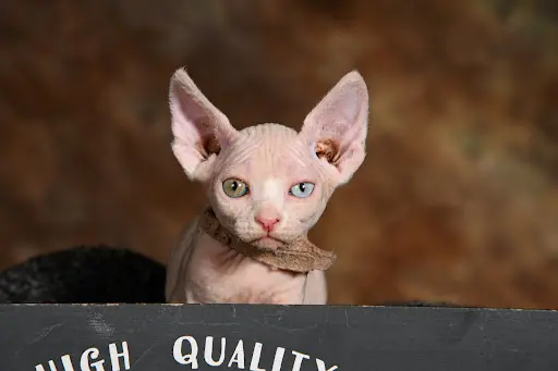 Chatterie de la Joly Lauraine