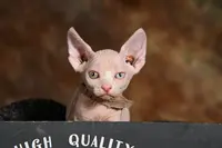 Chatterie de la Joly Lauraine