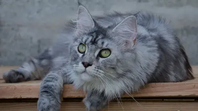 Chatterie de la Famille Félin