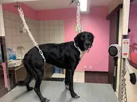 Ambiance Canine