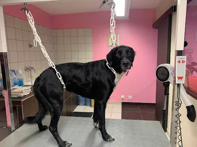 Ambiance Canine