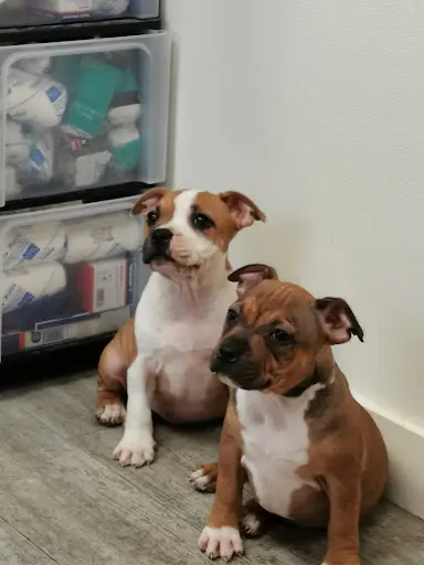 Elevage/pension Pour Chiens d'Elle de la Crique