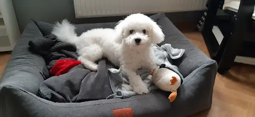 Elevage Mercotte Bichon Frisé - Spitz Allemand et Boutique Accessoire Pour Petit Chien