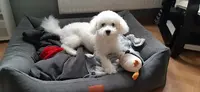 Elevage Mercotte Bichon Frisé - Spitz Allemand et Boutique Accessoire Pour Petit Chien