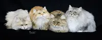 Chat Sibérien Baykal Tsy