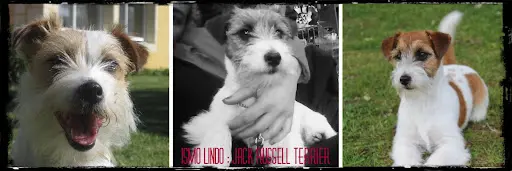 Ismo Lindo : Élevage/vente Chiots Jack Russell Terrier Australien