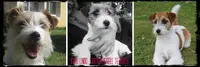 Ismo Lindo : Élevage/vente Chiots Jack Russell Terrier Australien