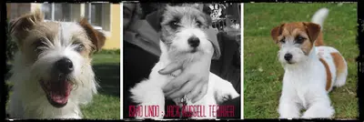 Ismo Lindo : Élevage/vente Chiots Jack Russell Terrier Australien