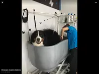 Au Petit Salon Canin