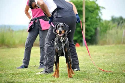 Argos Canizen Éducation Canine