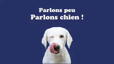 Langue de Chien - Éducateur Canin