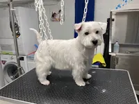 O’bien Être du Chien