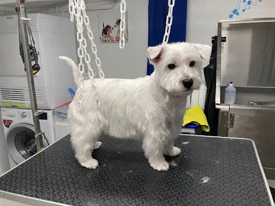O’bien Être du Chien