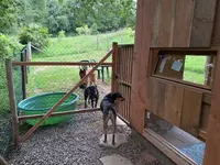 Au Chien Savant Pension Canine