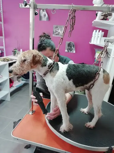Les Chiens du Vallon