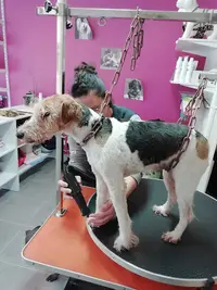 Les Chiens du Vallon