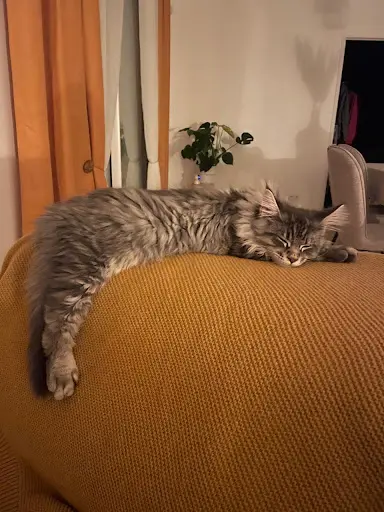 Chatterie de la Côte Combraille, Maine Coon Loof
