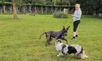 Logique de Chien