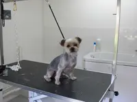 Charly Toilettage Canin (chiens et Chats)