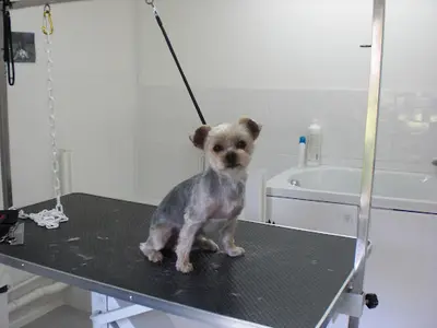 Charly Toilettage Canin (chiens et Chats)