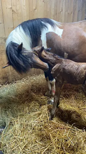 Haras des Petits Prés