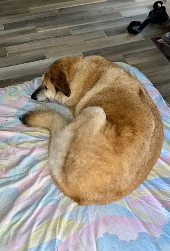 O Ma Bulle Toilettage