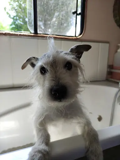 Au Chien Qui Mousse
